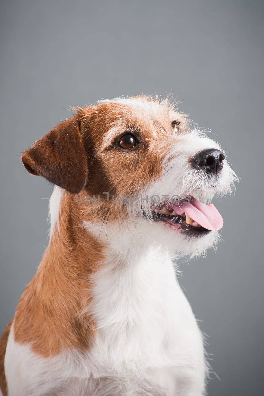 portrait of a white-red-haired dog breed hard Jack Russell Terrier on a gray background