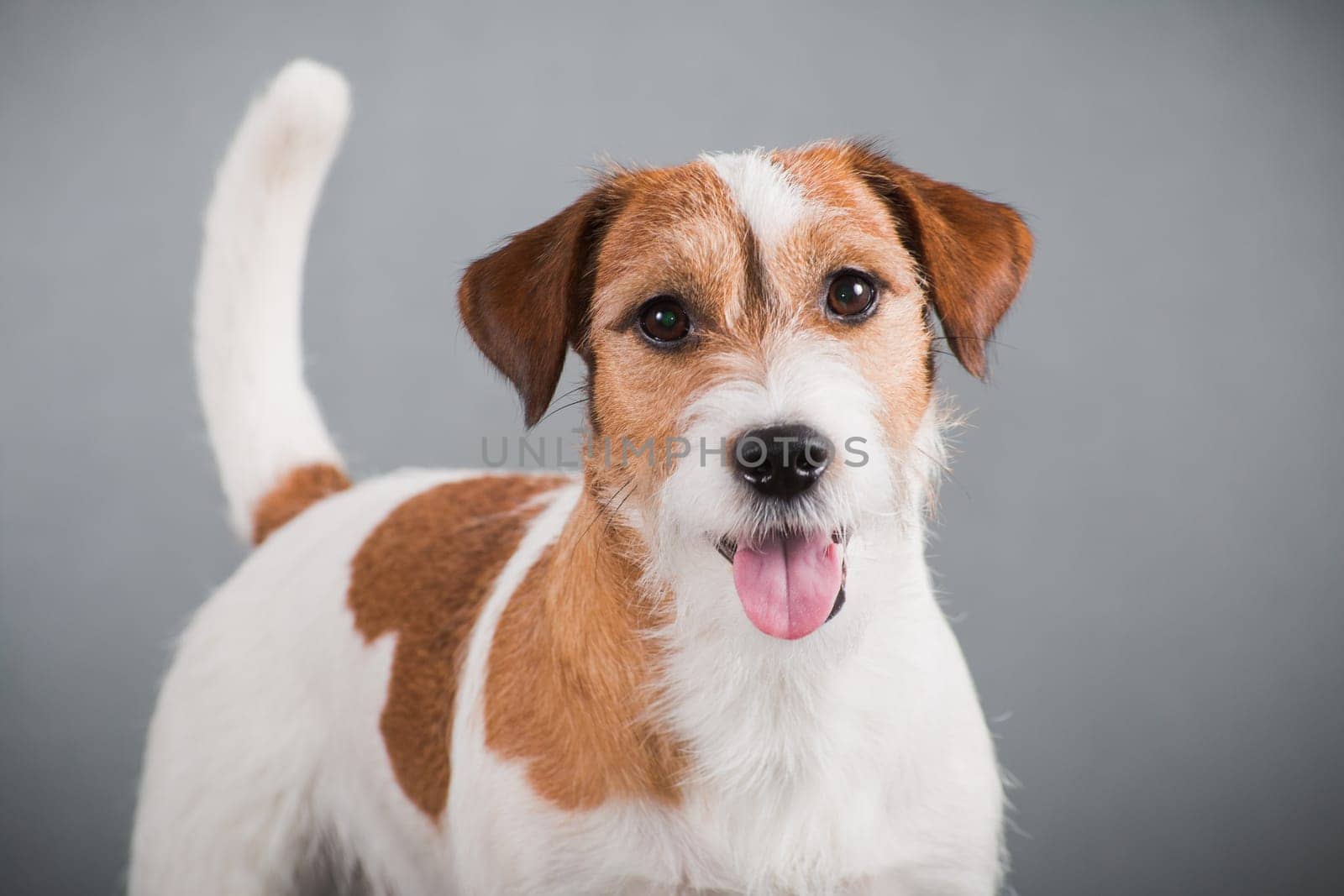 portrait of a white-red-haired dog breed hard Jack Russell Terrier on a gray background