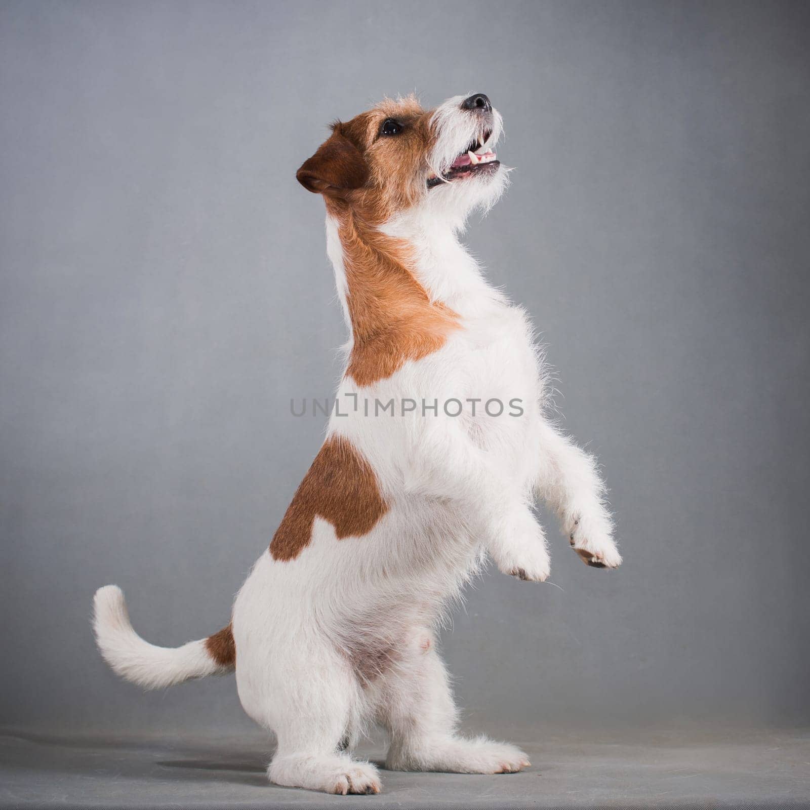 white-red-haired dog breed hard Jack Russell Terrier stands on its hind legs