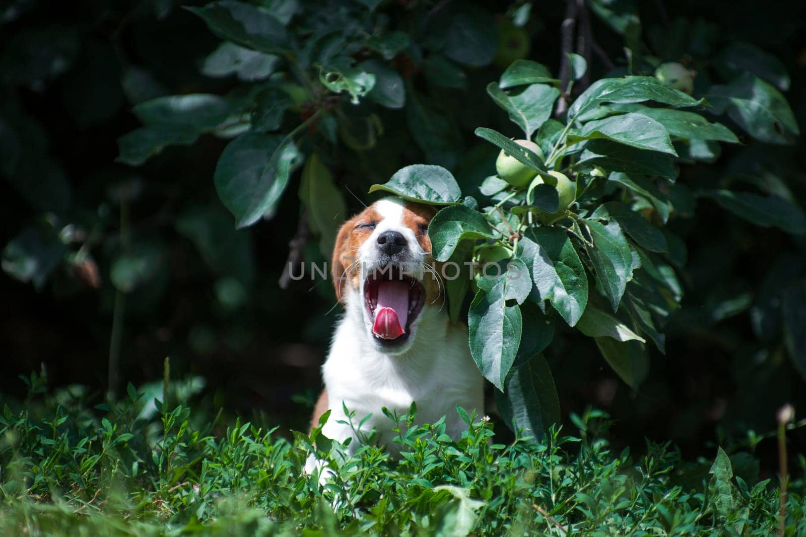 Jack Russell Terrier white-red puppy hiding under an apple branch and yawning