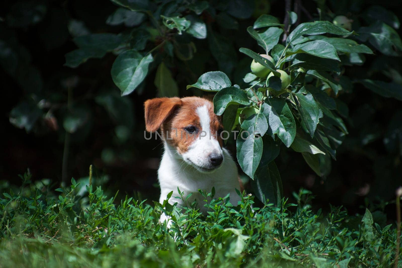 Jack Russell Terrier white-red puppy hiding under an apple branch