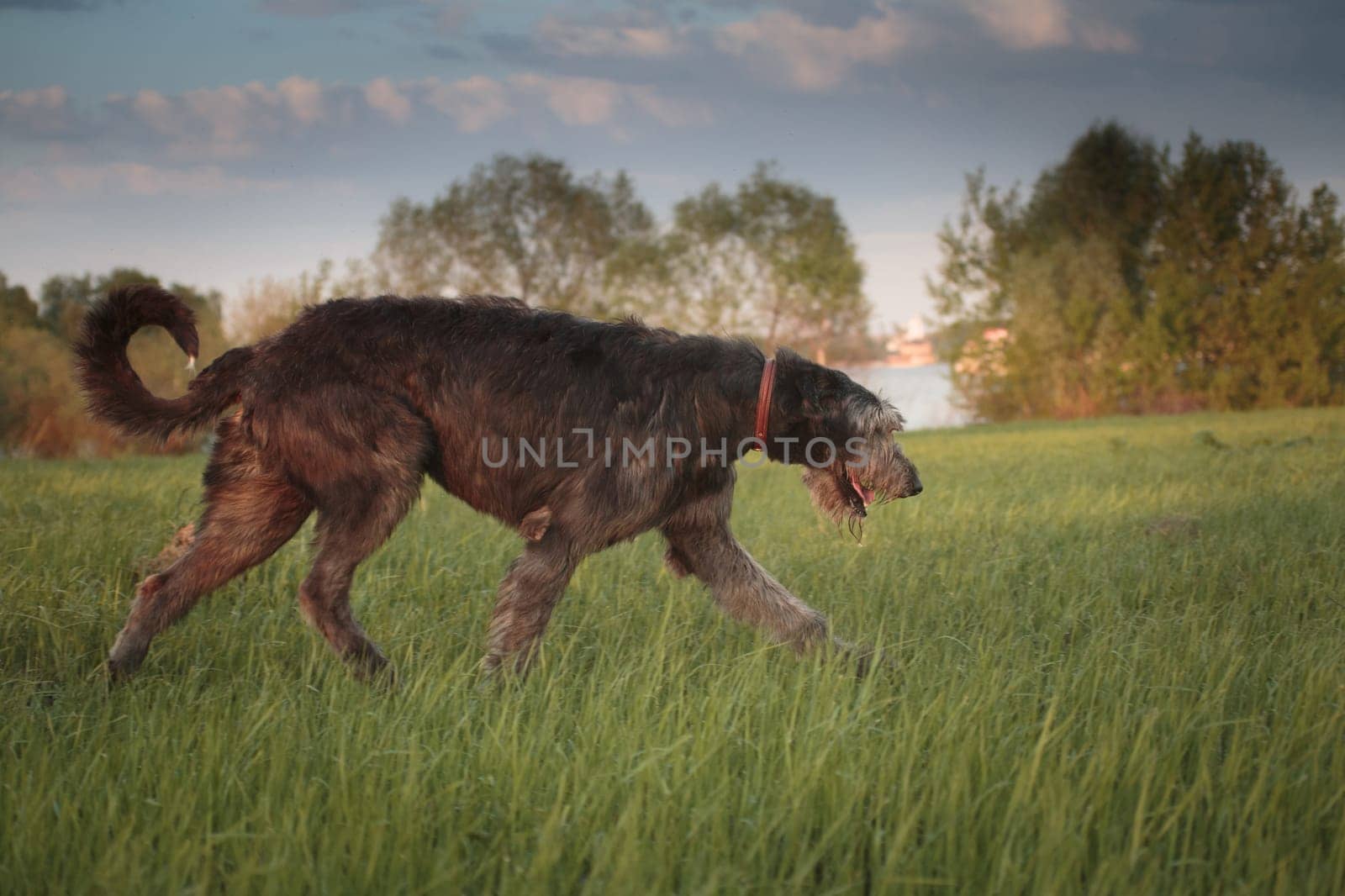 The Irish Wolfhound is a breed of hunting dogs. One of the largest dogs in the world. Irish wolfhounds were used for pickling large game hunts - wolves and deer.