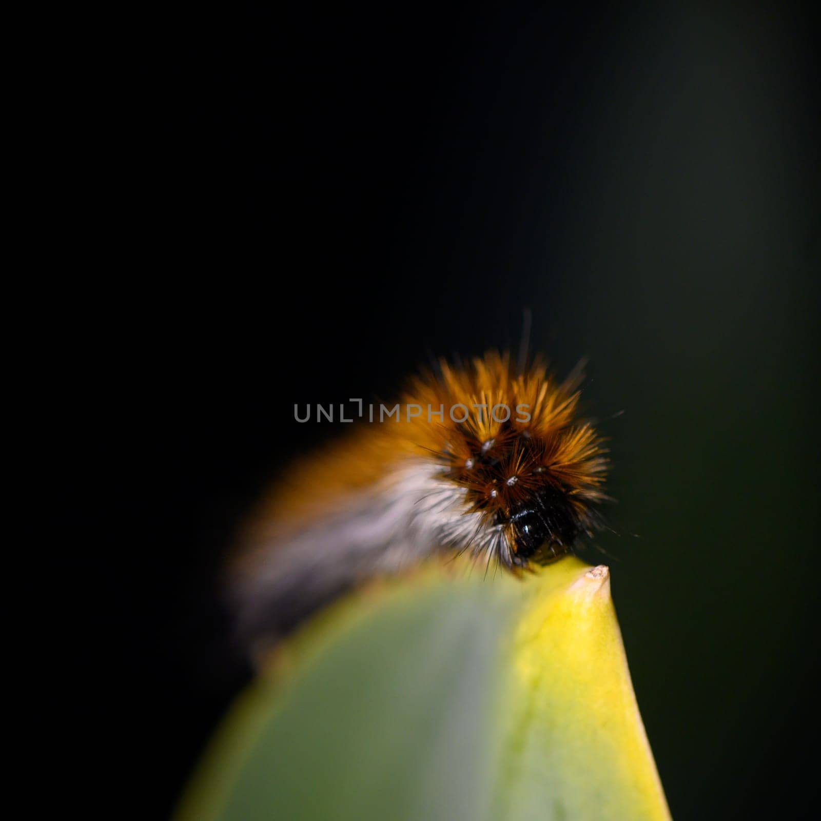 A fuzzy caterpillar sits on a bright green leaf, basking in the warm sunlight of a peaceful garden.
