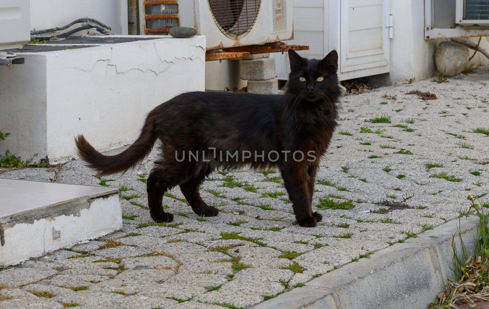 A curious black cat wanders along a stone path in an urban setting, basking in the warm sunlight.