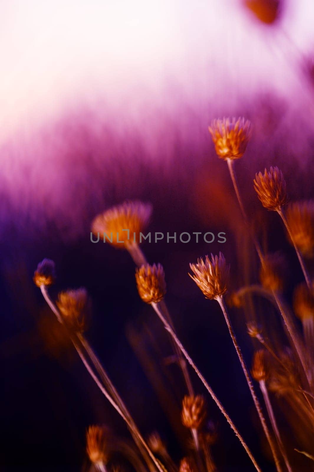 Wildflowers radiate beauty, bathed in a soft purple glow as the sun sets, capturing the essence of nature's magic.