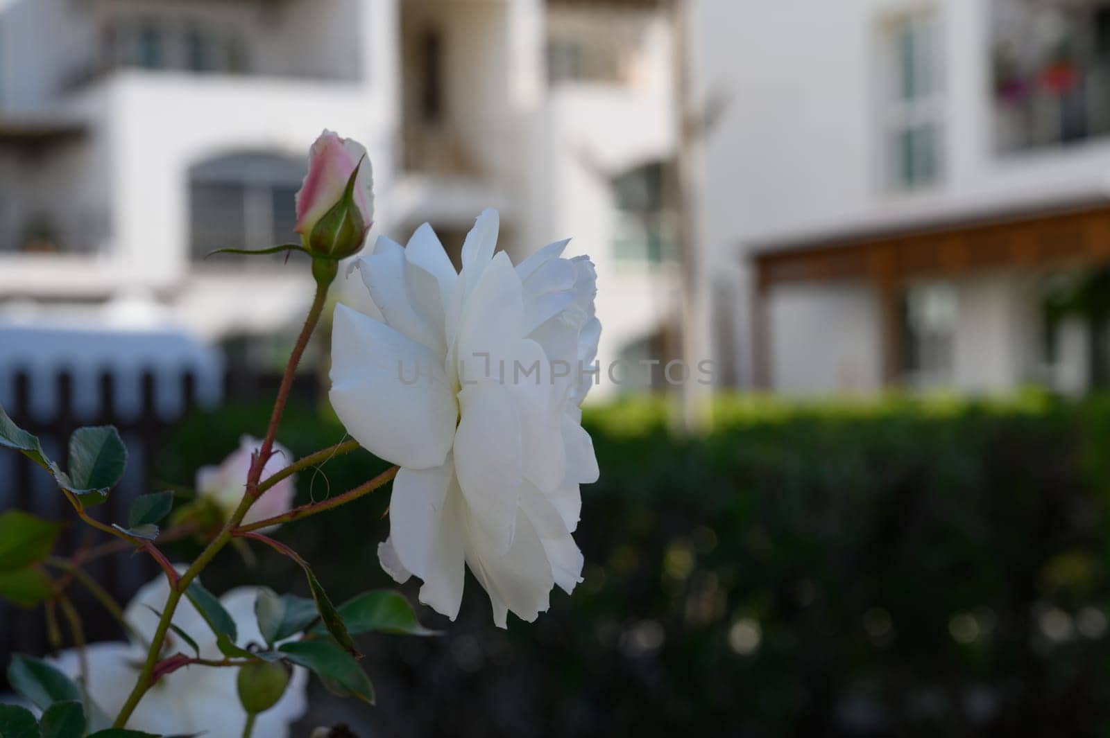 White roses display their beauty in a vibrant garden surrounded by contemporary architecture on a sunny day.