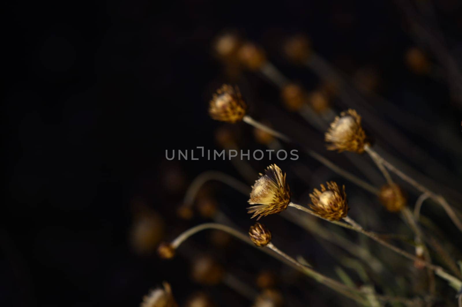 Golden blooms reach towards the fading light, whispering secrets of the night in a serene autumn landscape.
