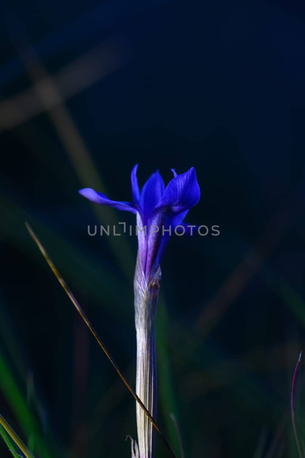 A stunning violet flower reaches for the light, standing tall amidst soft grass in a serene evening atmosphere.