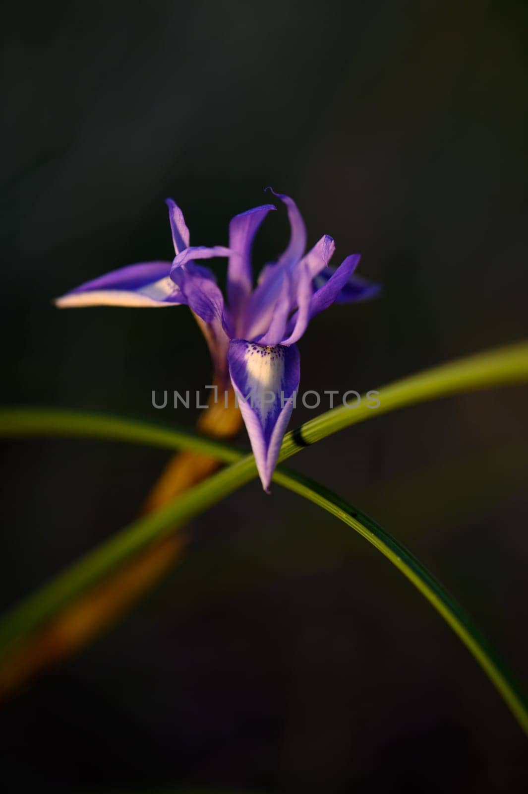 A vibrant purple wildflower stands proudly against a dark backdrop, capturing the beauty of nature at twilight.