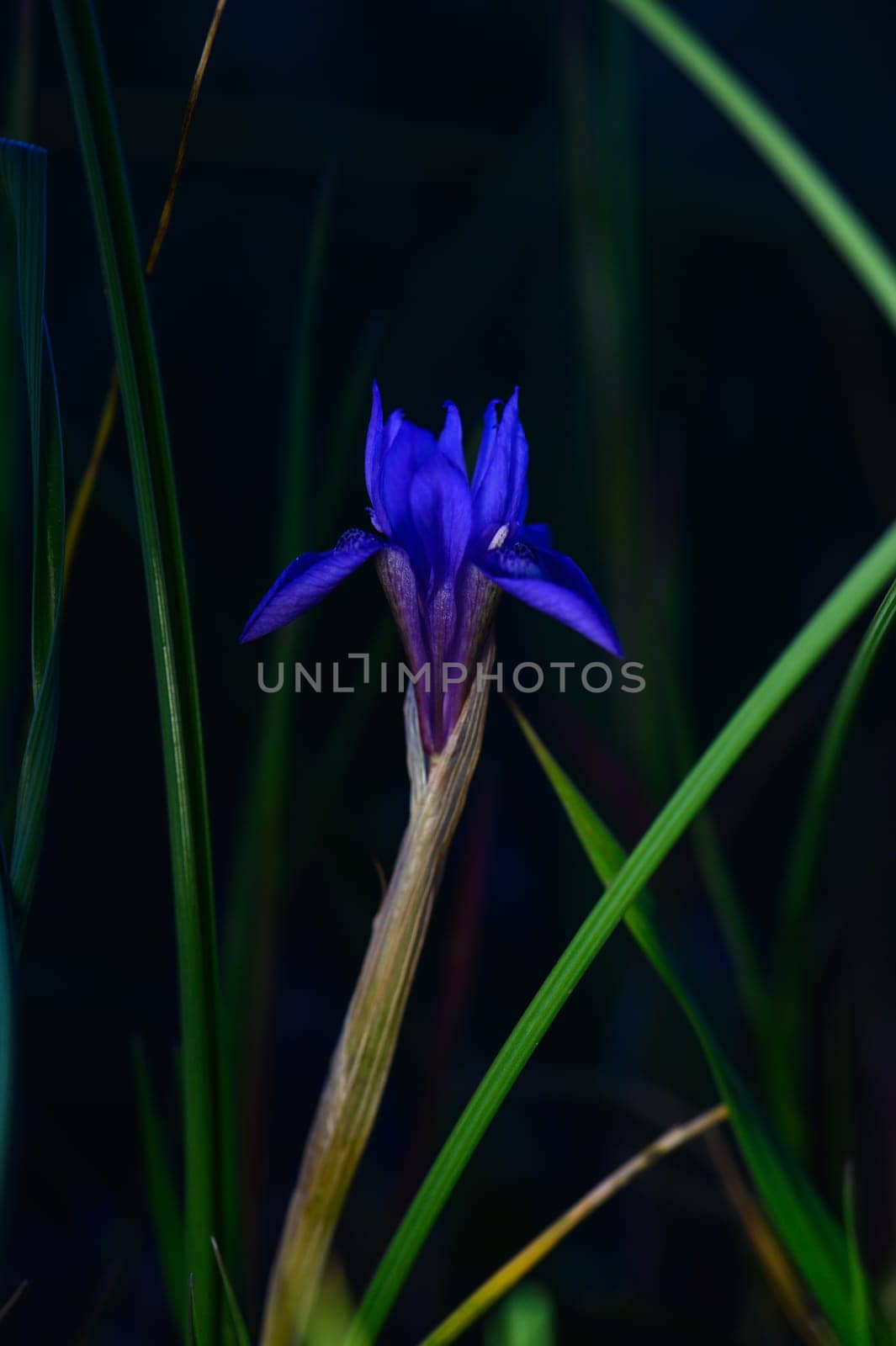 A striking purple bloom rises gracefully amidst vibrant green grass, illuminated softly by gentle light.