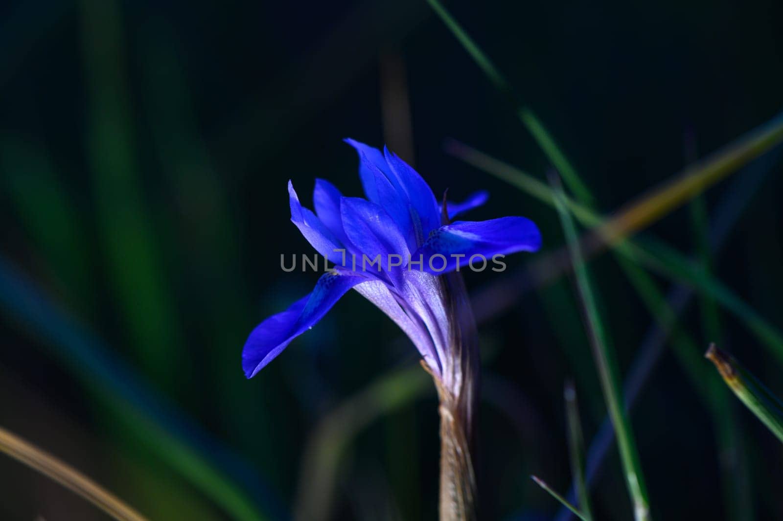 Vibrant purple petals emerge from a slender stem, illuminated gently amidst verdant grass at dusk.
