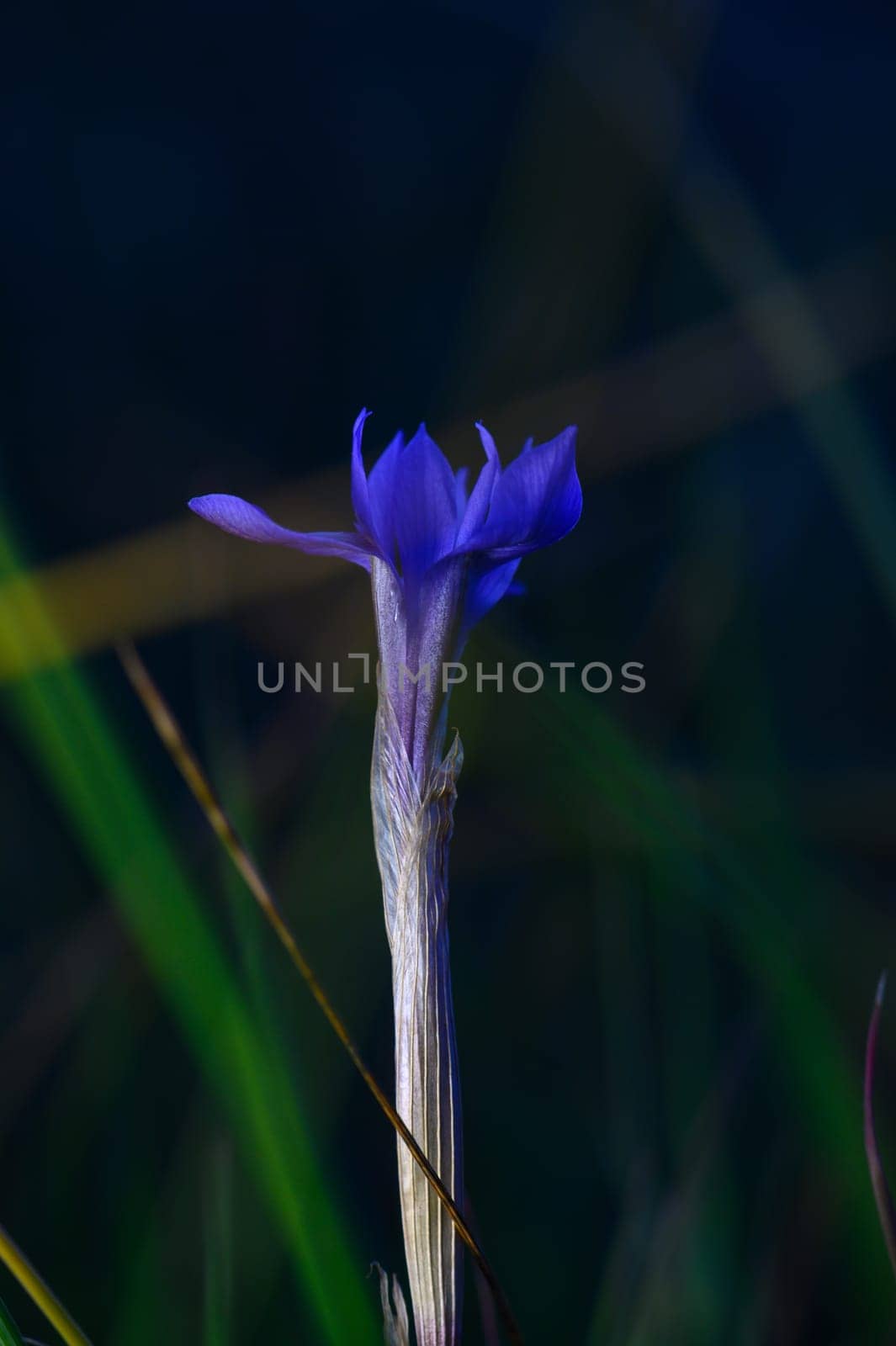 A striking purple wildflower reaches upwards, surrounded by lush green grasses under soft natural light.