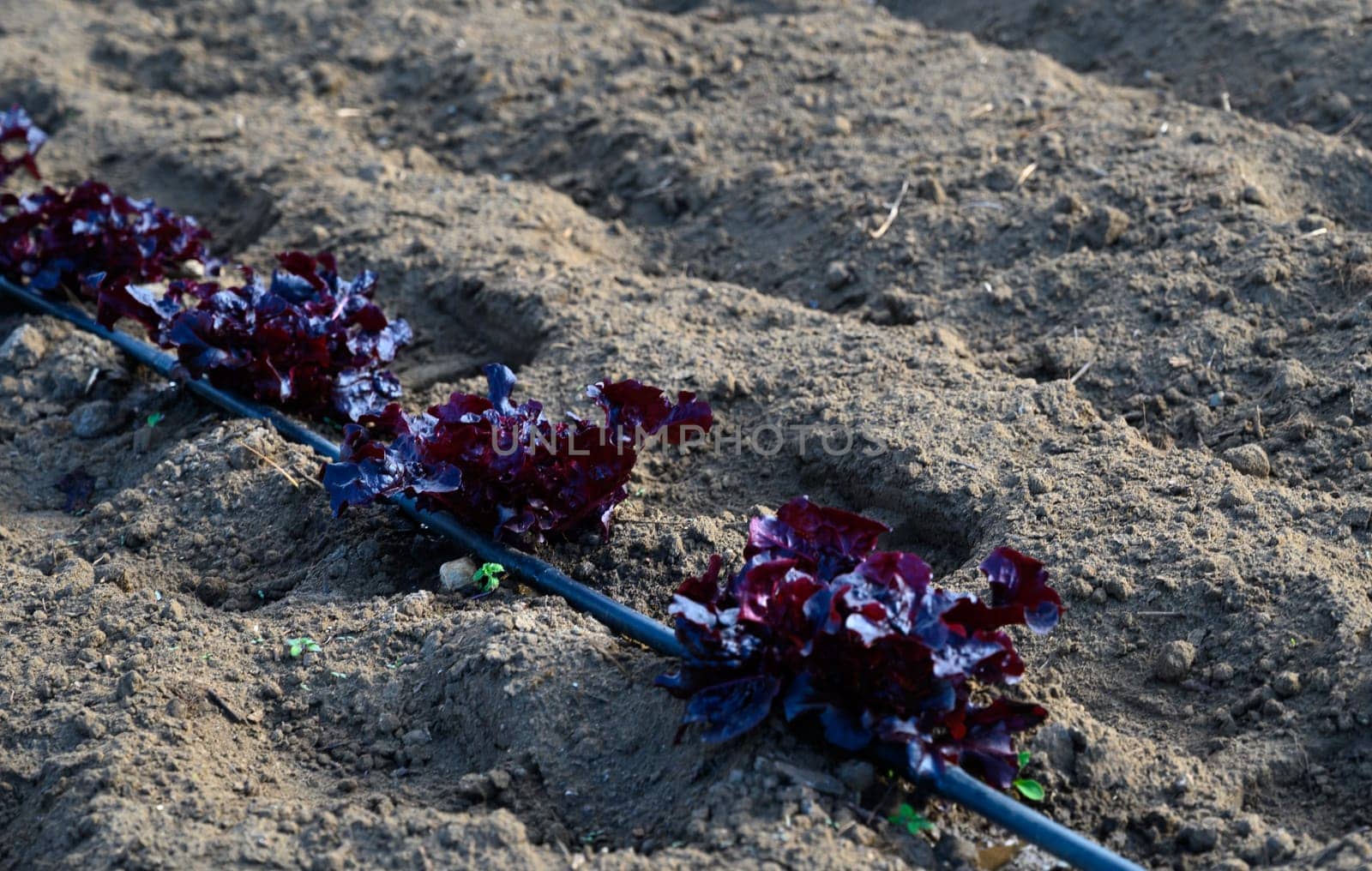 Bright red lettuce plants grow in neat rows under the warm sun, showcasing the beauty of rural agriculture in spring.