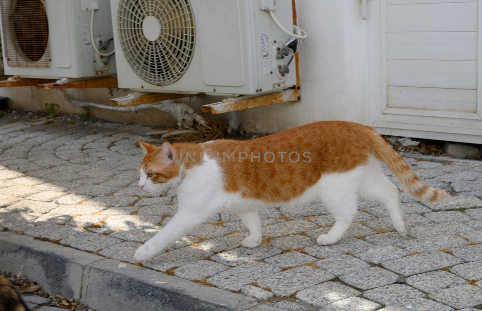 A playful orange and white cat strolls along a cobblestone path, blending with the serene urban atmosphere.