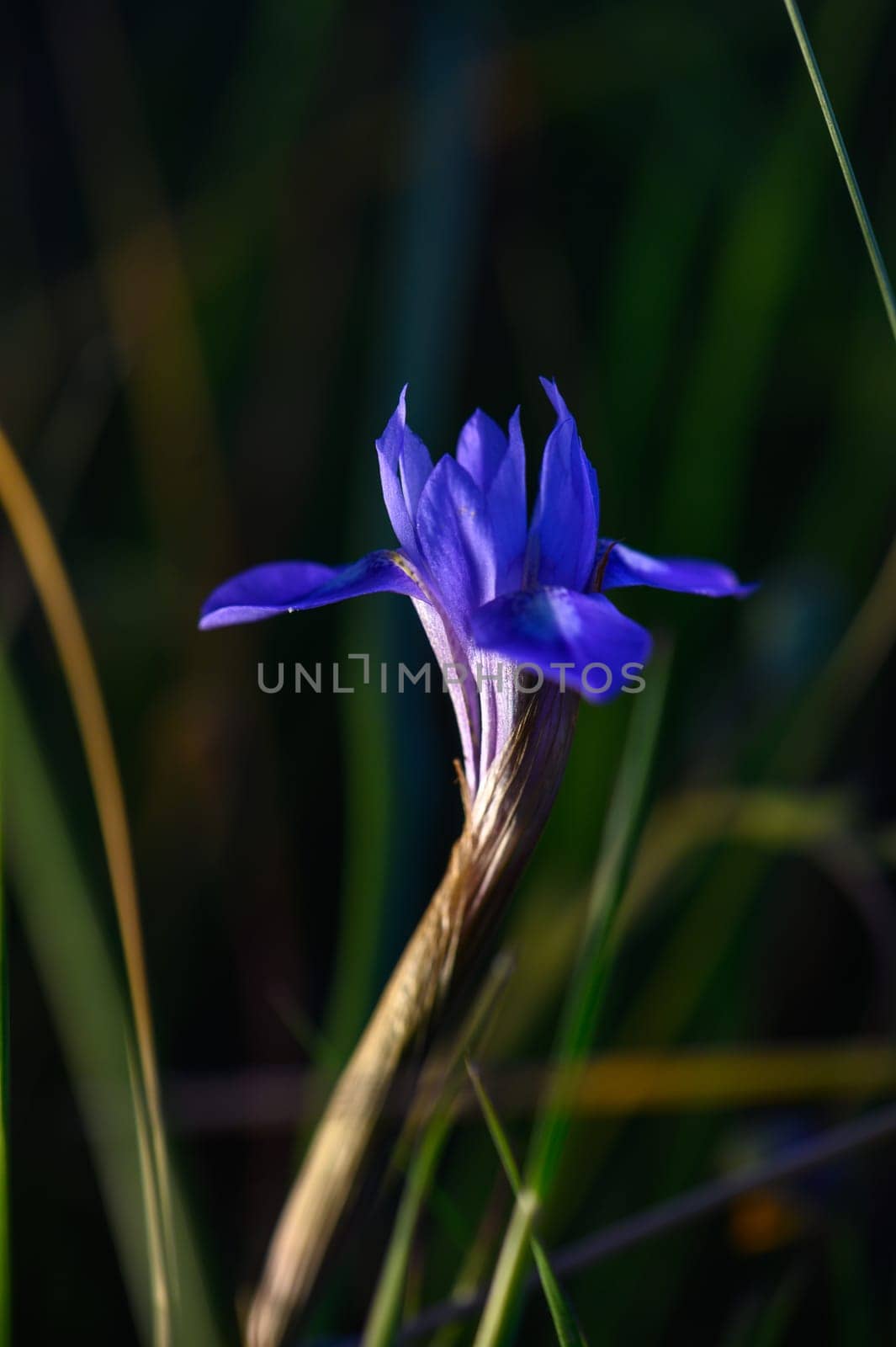 A vibrant purple flower stands tall amidst lush green grass under the warm sunlight, creating a serene atmosphere.