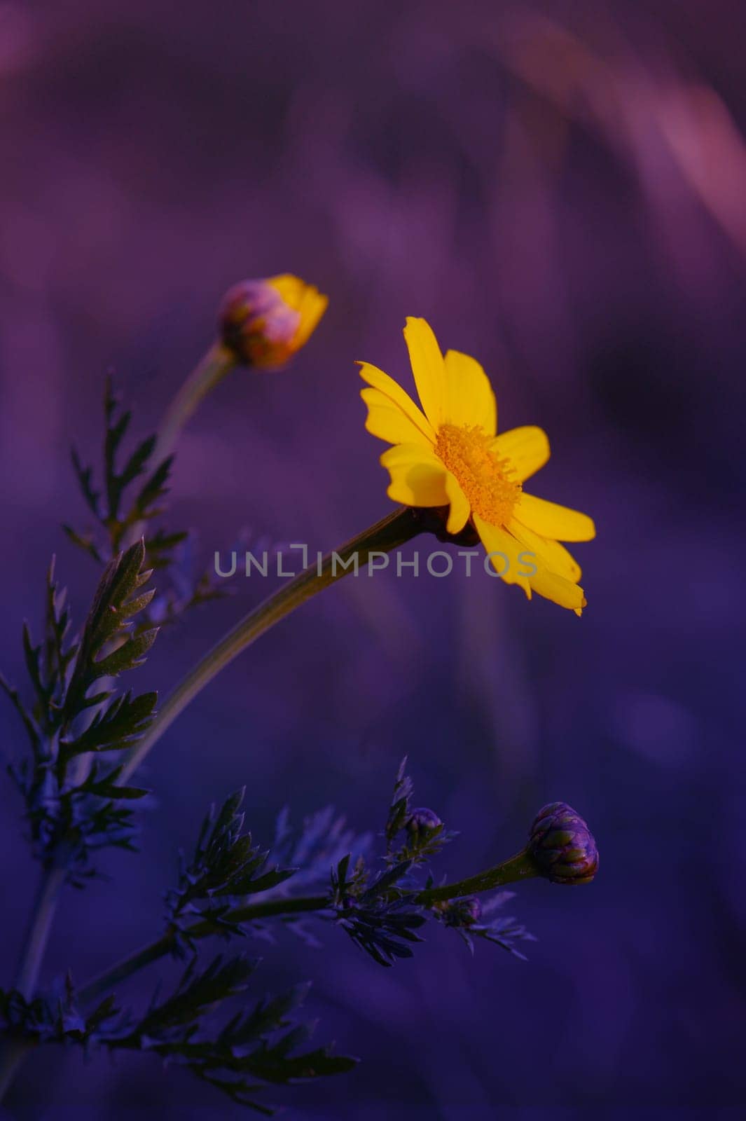Bright yellow petals stand tall amidst gentle violet tones during the enchanting twilight hours.