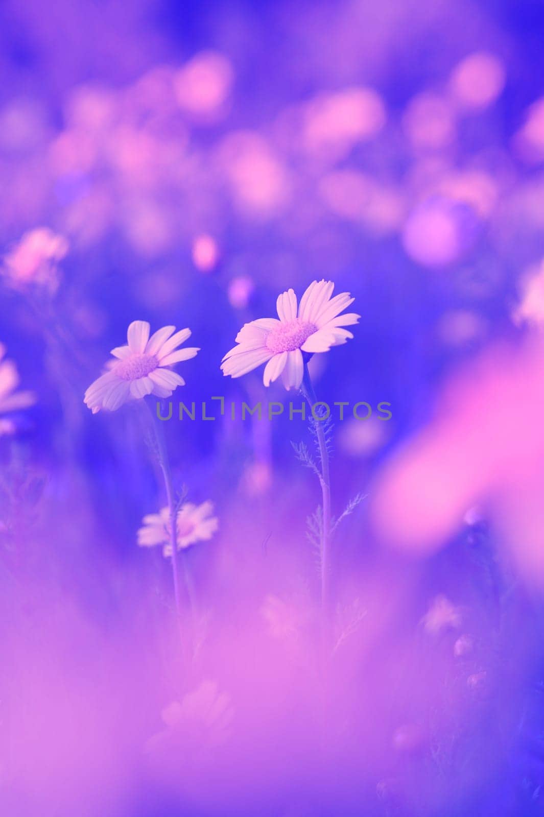 Daisies flourish in a magical garden, their vibrant petals glowing softly amidst a dreamy lavender atmosphere.