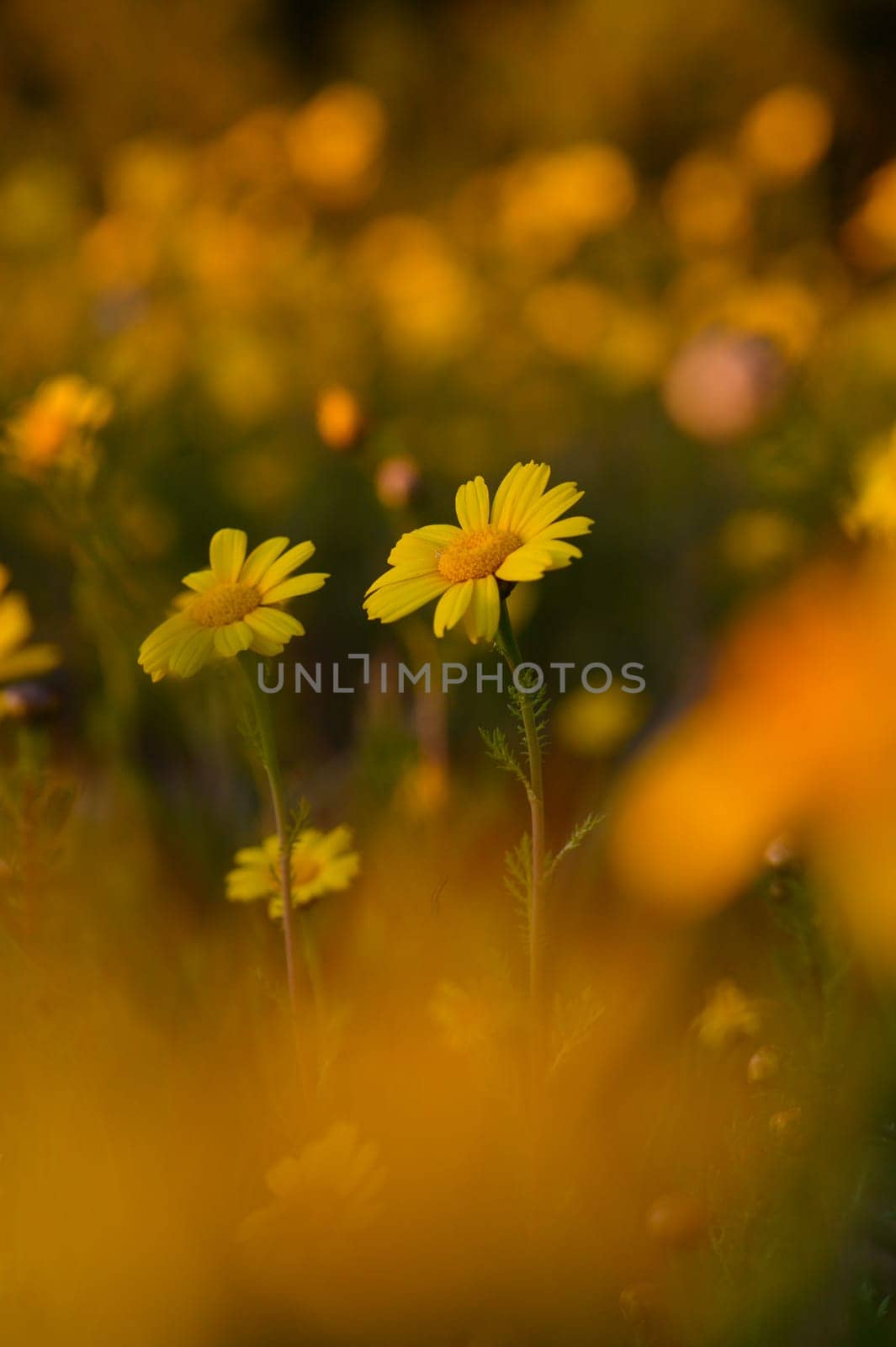 Golden daisies sway gently in the breeze, filling the meadow with vibrant life under the bright sun.