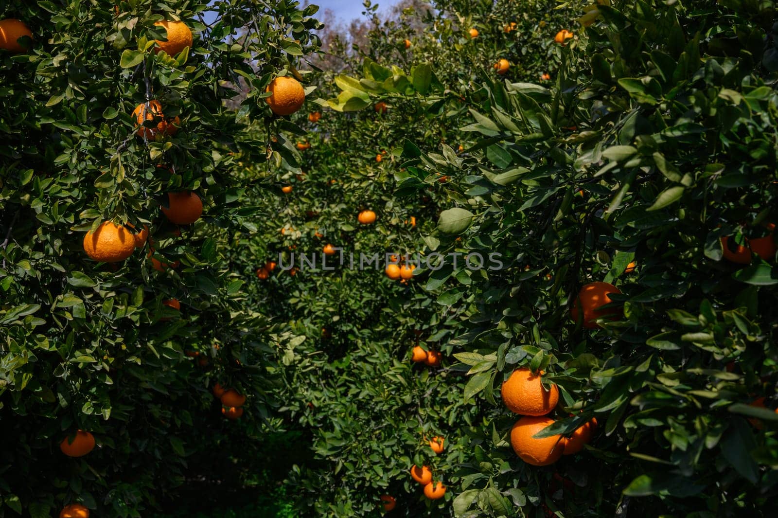 Bright orange fruits hang from lush green trees in a vibrant orchard, ready for harvesting on a sunny day.
