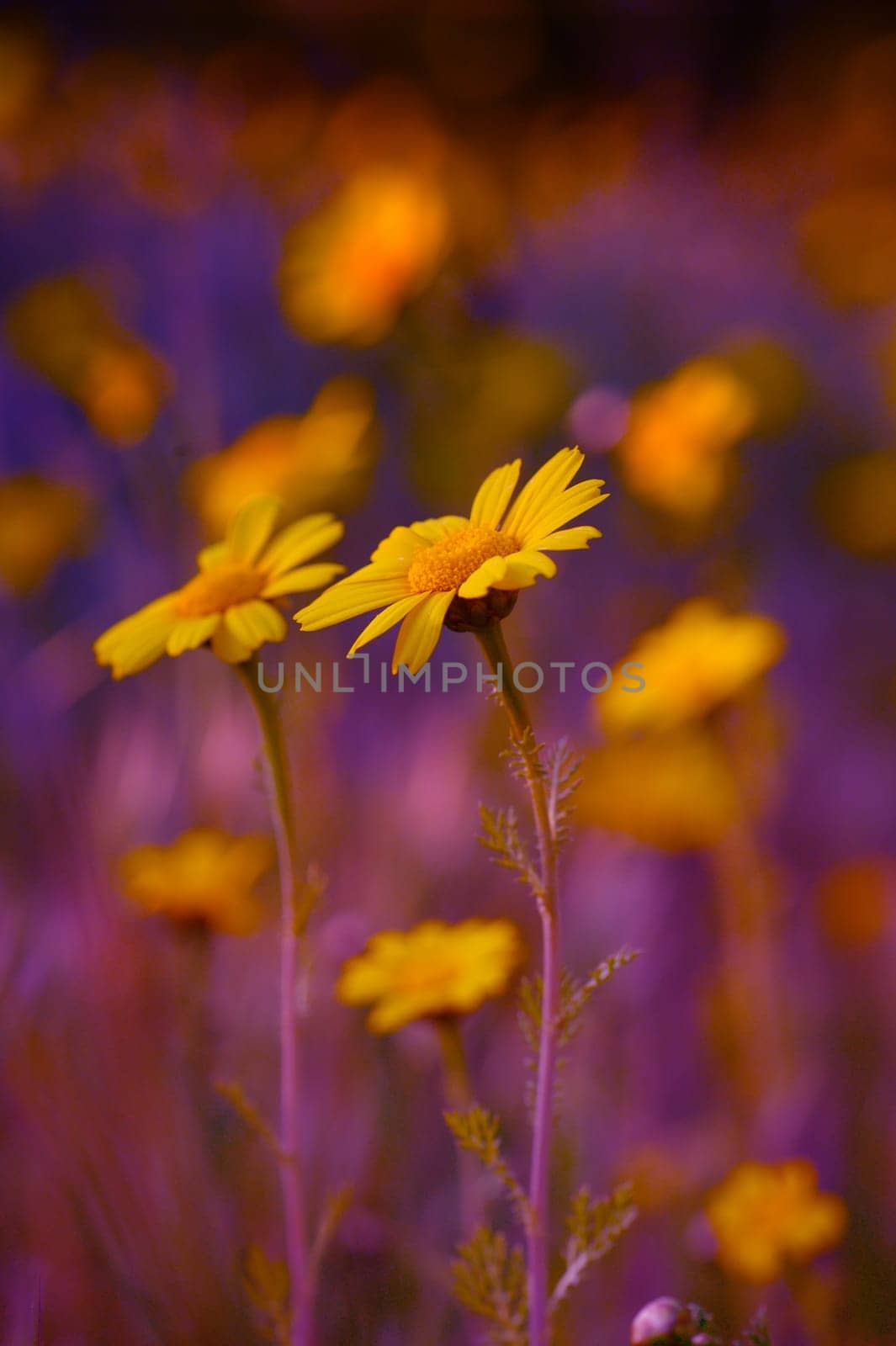 Bright yellow daisies flourish in a whimsical garden, blending beautifully with a purplish twilight sky.