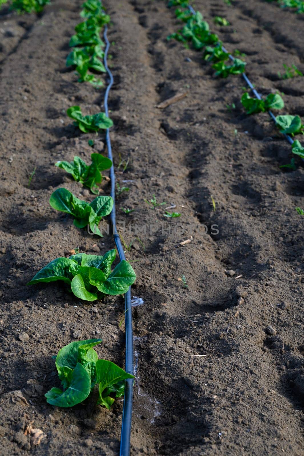 Young green plants thrive in rich soil, nourished by a drip irrigation system on a sunny spring day.
