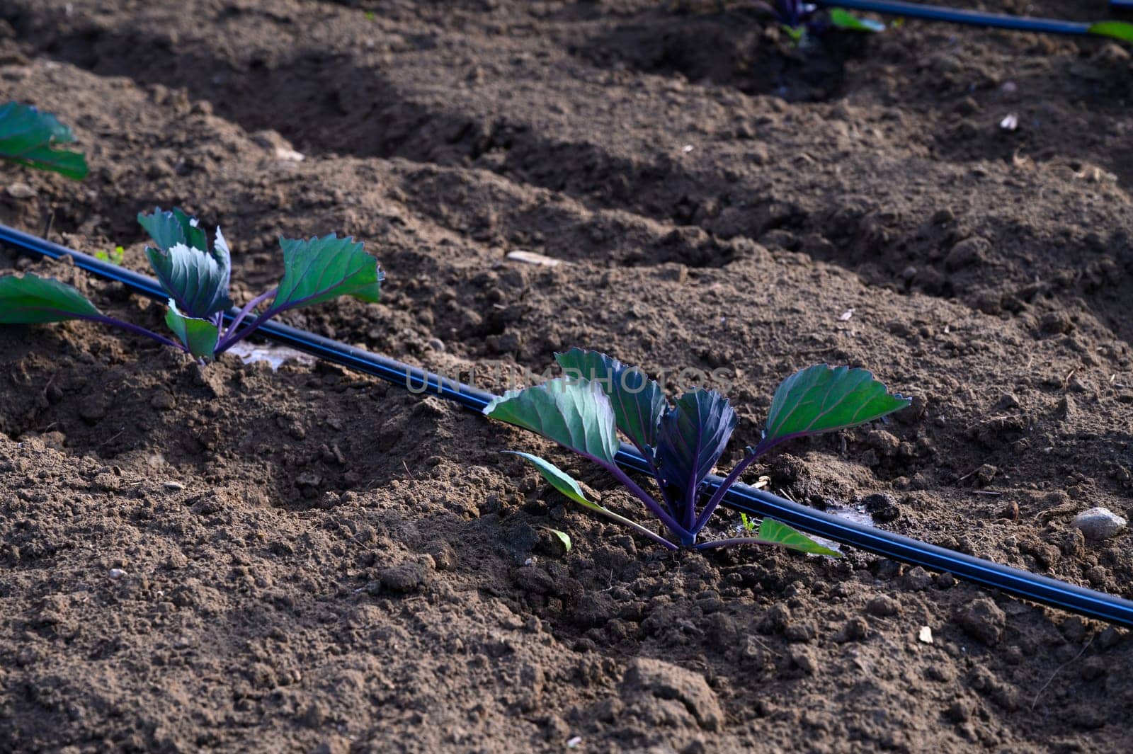 Purple cabbage seedlings stretch towards the sun in rich soil, nurtured by a drip irrigation system in springtime.