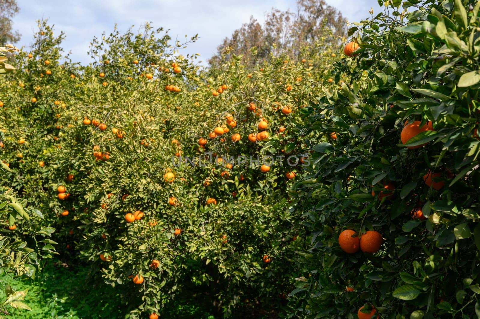 Lush orange trees heavy with ripe fruit bask in the warm sunlight, creating a picturesque agricultural landscape.