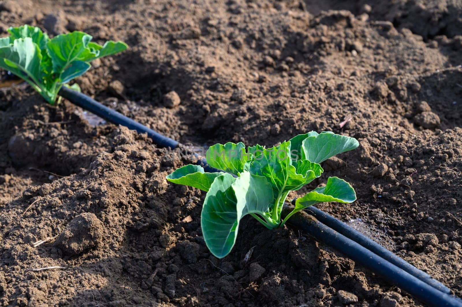 Young cabbage plants grow vibrant in their fertile rows, nurtured by warm sunshine and healthy earth.