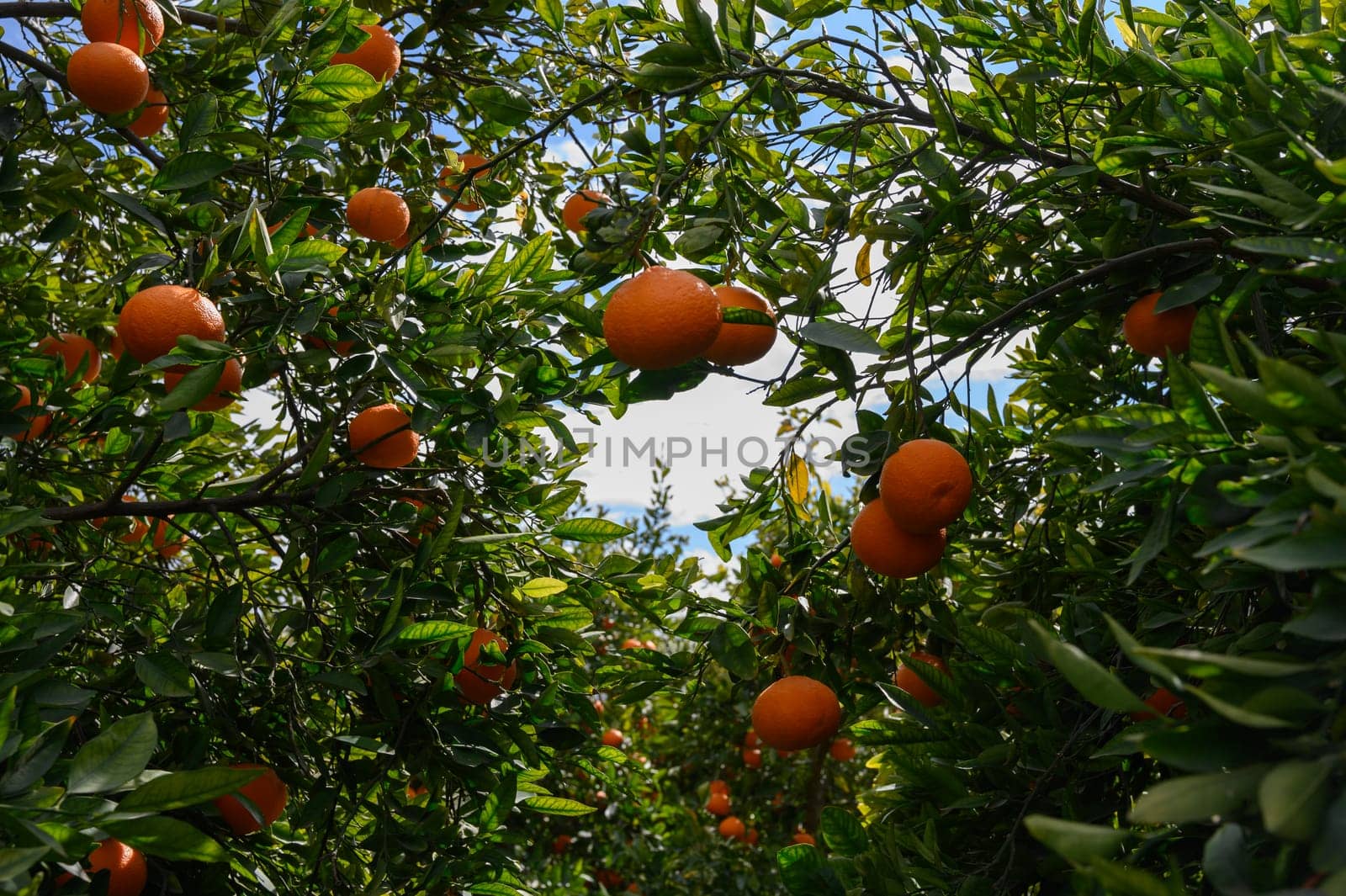 Lush orange trees laden with ripe fruit create a picturesque scene beneath the bright, sunny sky.