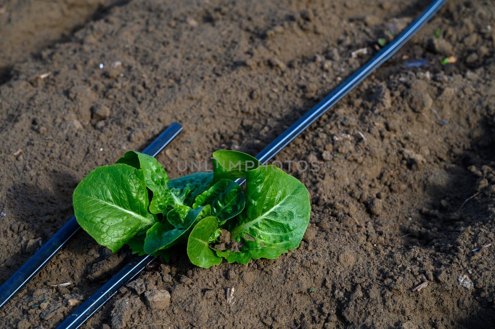 A vibrant romaine lettuce rests near metal supports, showcasing its healthy leaves against the earthy backdrop.