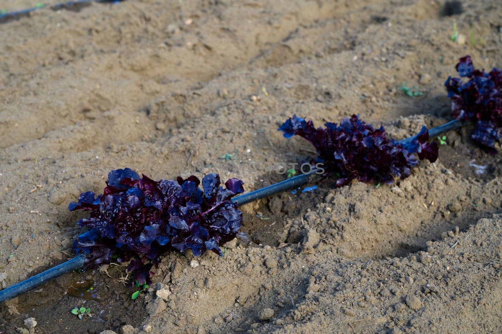 Red lettuce plants grow vibrantly along a drip irrigation line in a farm field bathed in gentle morning sunlight.