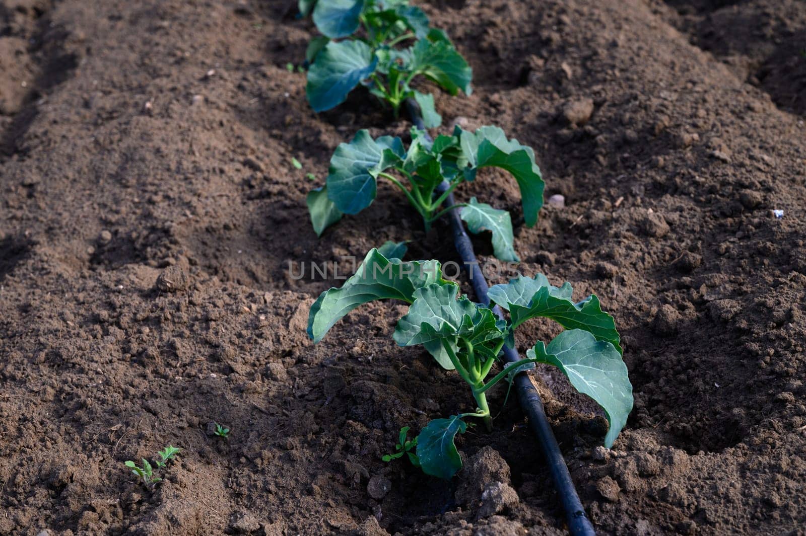 Healthy green seedlings push through rich soil, nourished by a nearby drip irrigation system managing water efficiently.