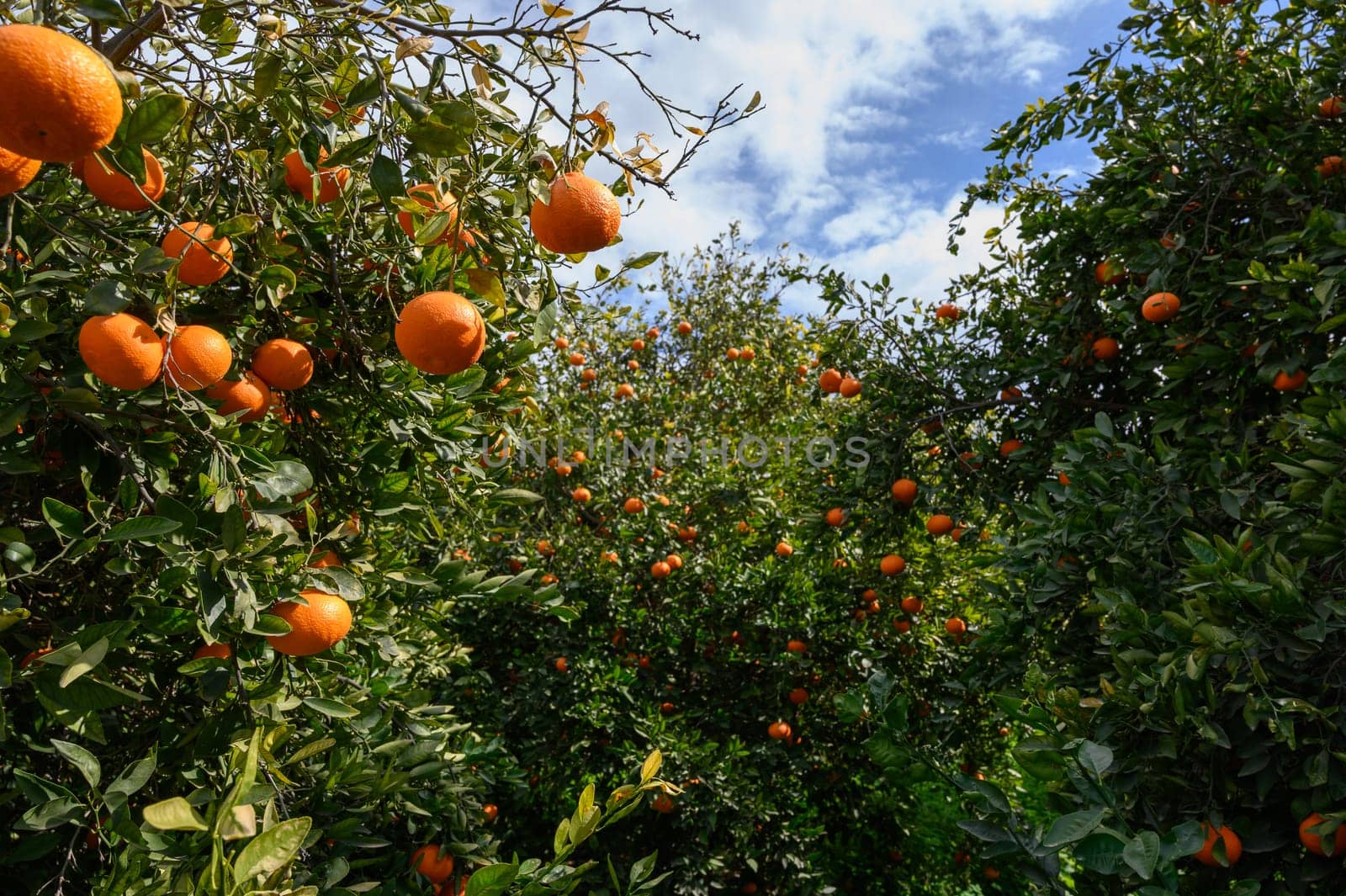 Sunlight streams through lush foliage as ripe oranges dangle from vibrant trees in a flourishing orchard.