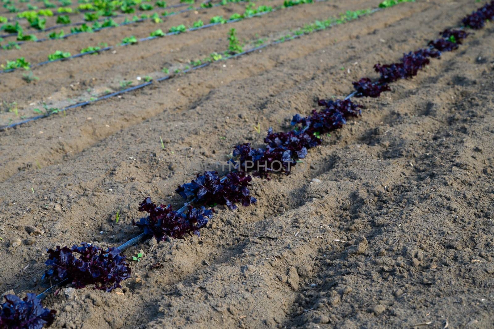 Rows of vibrant purple lettuce grow steadily under the warm sun, promising a bountiful harvest soon.