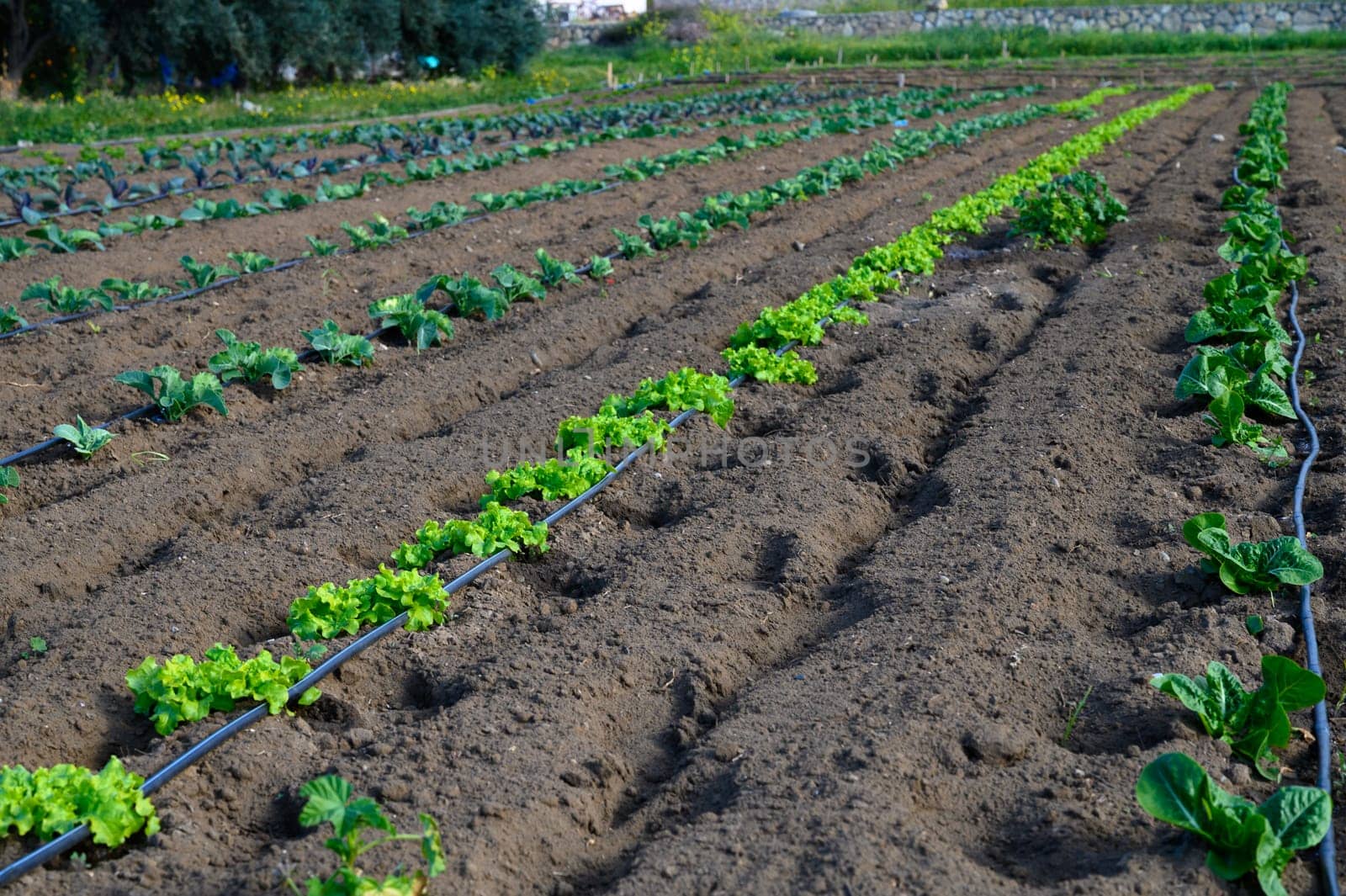 Lush green lettuce stretches across the soil in neat rows, thriving under the warm sun on a tranquil farm.