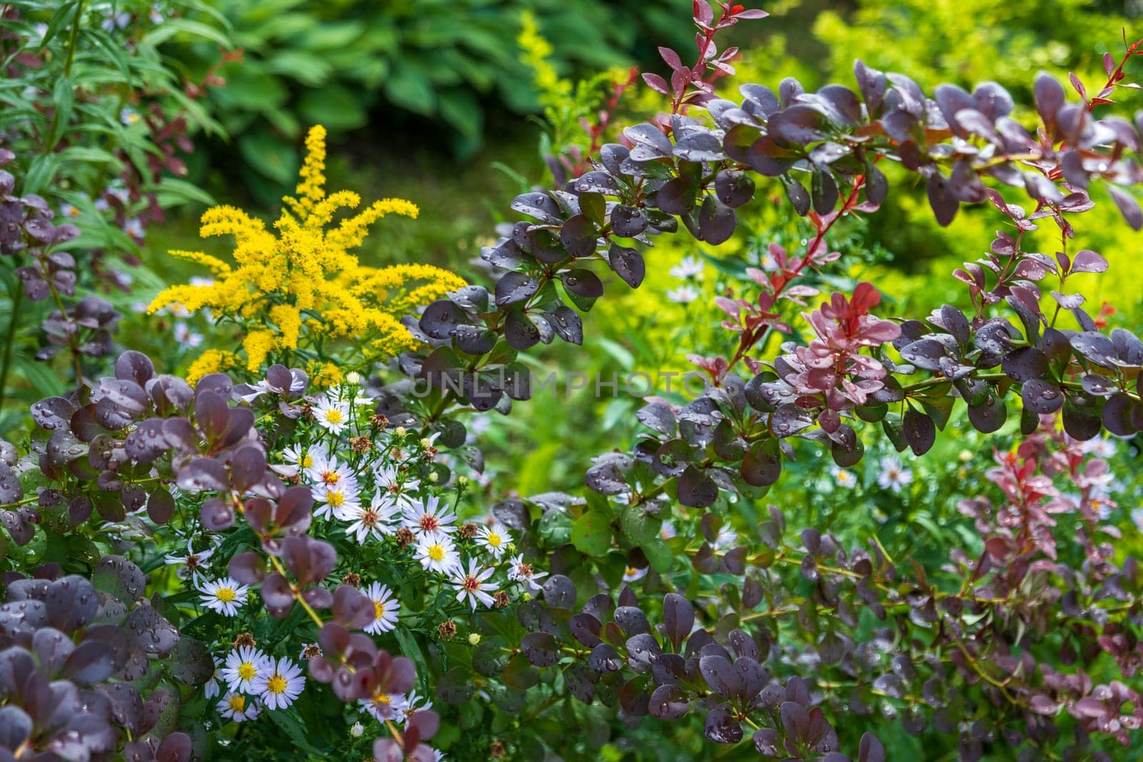 Raindrops on barberry leaves with deep purple hues, bright yellow goldenrod tassels and white daisies surrounded by lush greenery create a picturesque picture of a summer garden after the rain.
