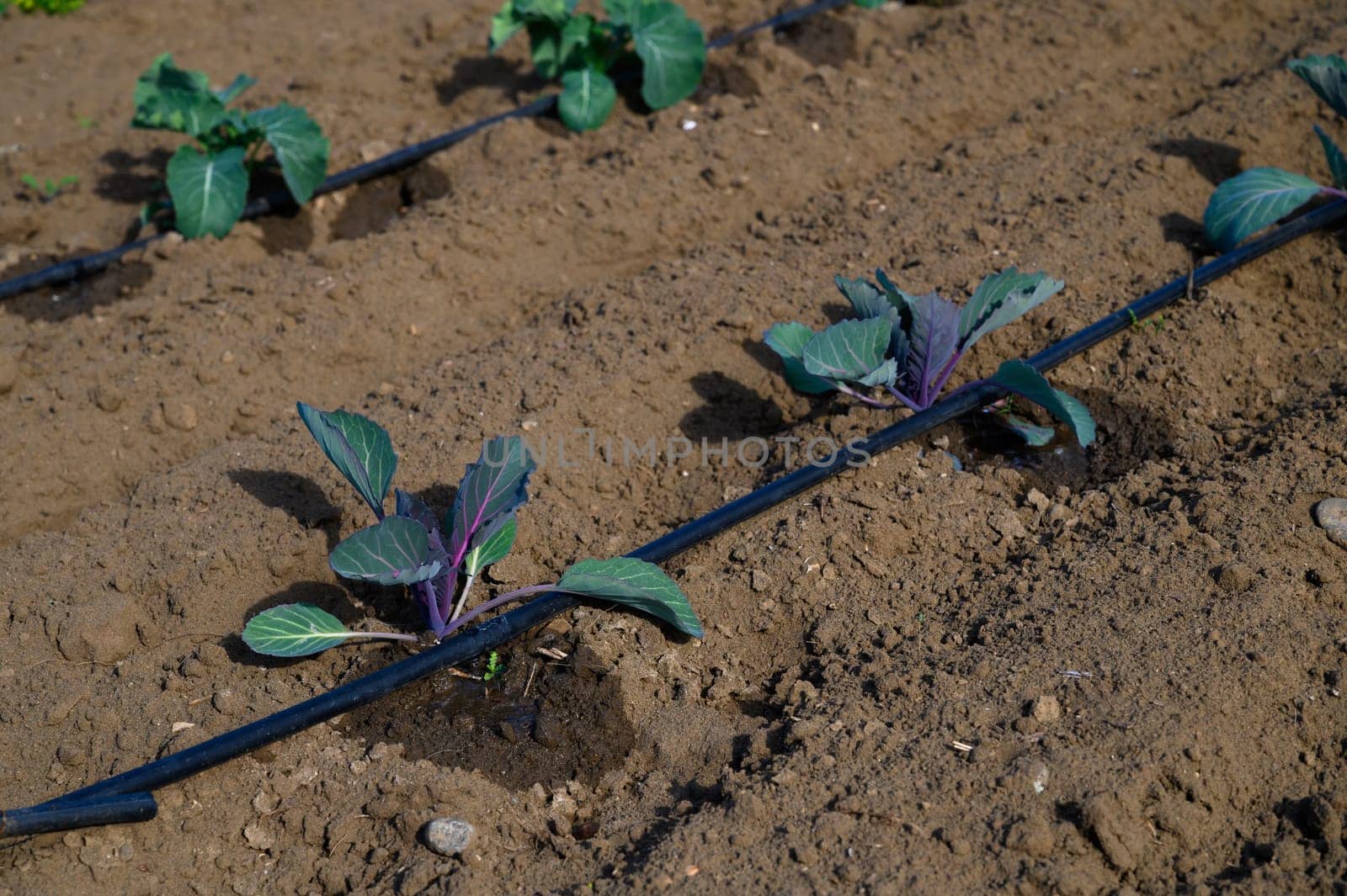 Rows of vibrant young cabbage plants grow steadily along a well-tended field, soaking up the warmth of the sun.