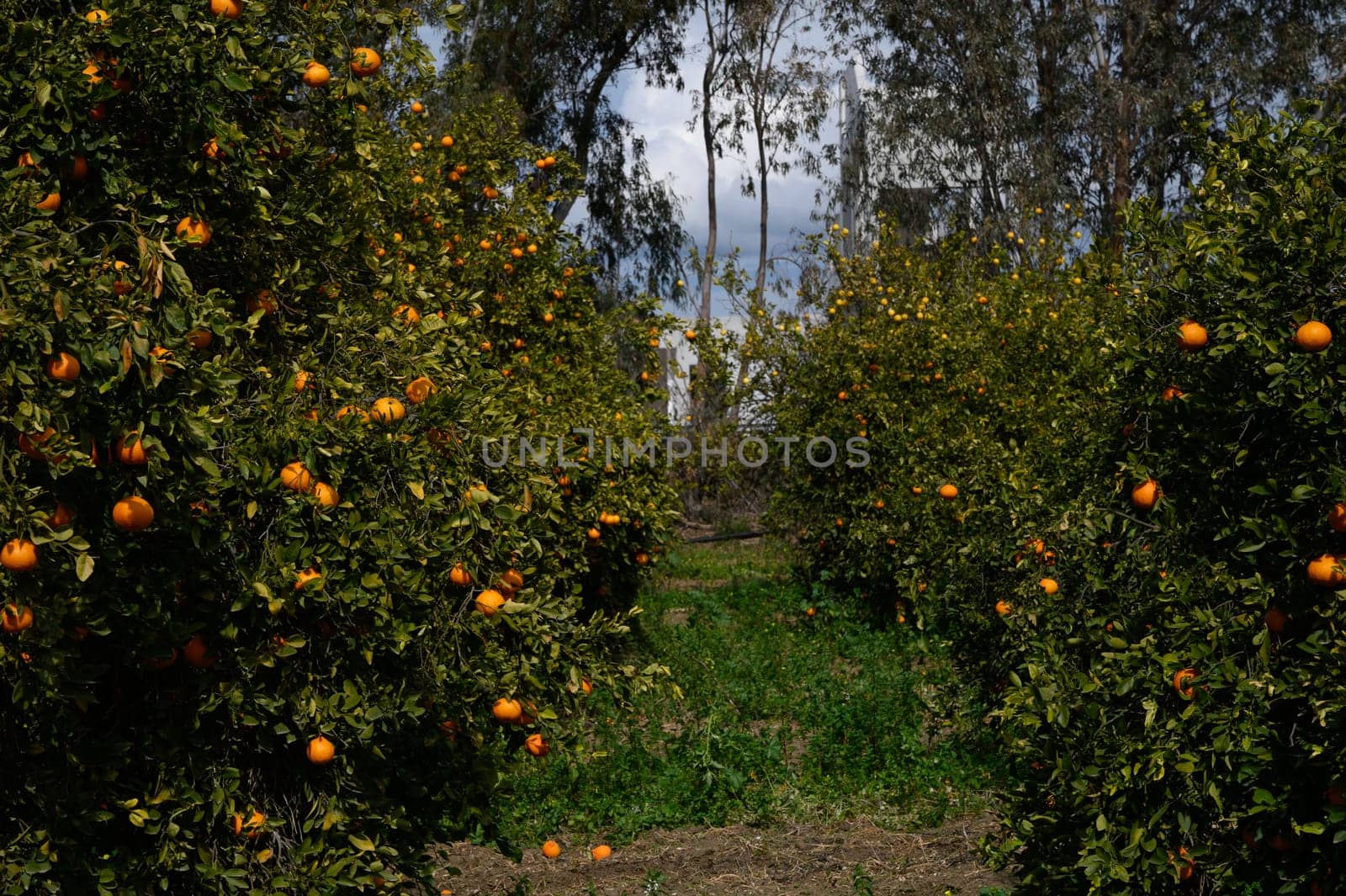 Rows of vibrant orange trees stand tall amidst a lush green landscape, framed by a dramatic sky.