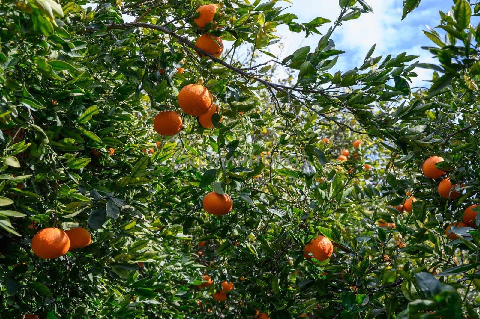 Sunlight filters through vibrant green leaves, highlighting orange fruits ready for harvest in a tranquil orchard.