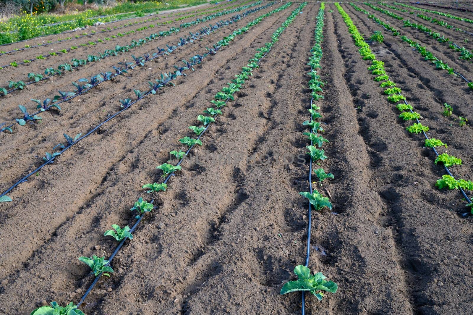 Green seedlings thrive in neat rows, basking in the warm sunlight on a tranquil farm landscape in spring.