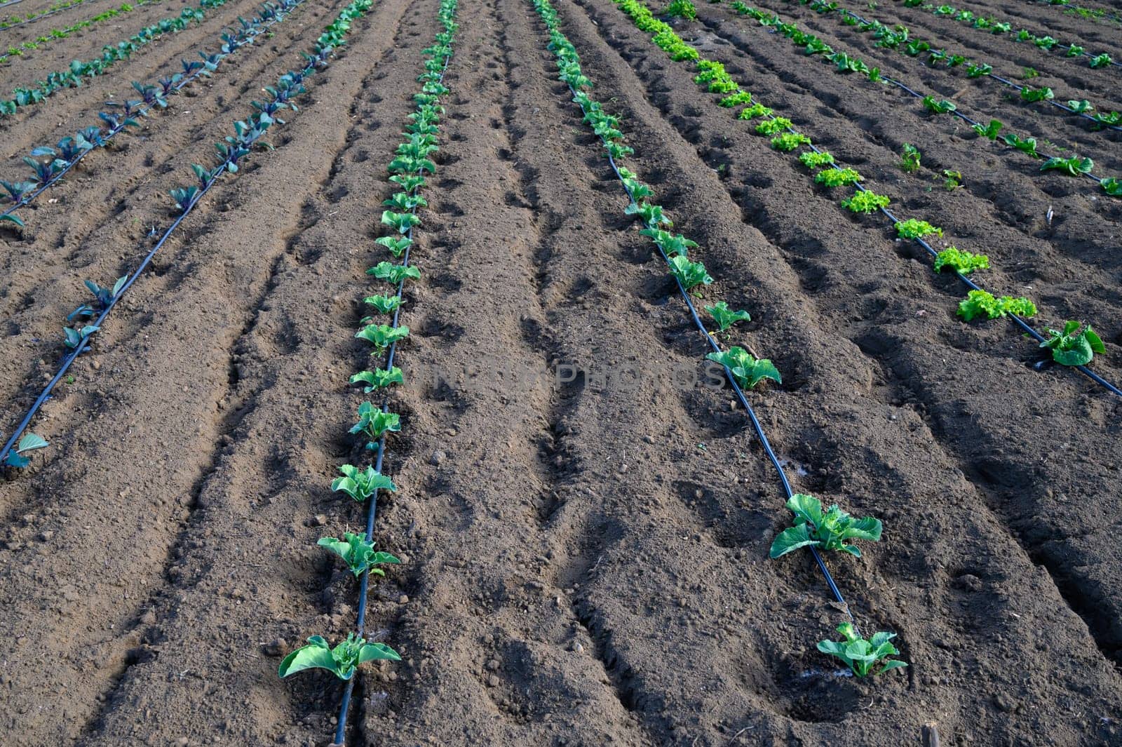Lush green plants thrive in tidy rows, basking under warm sunlight in a well-kept agricultural field.