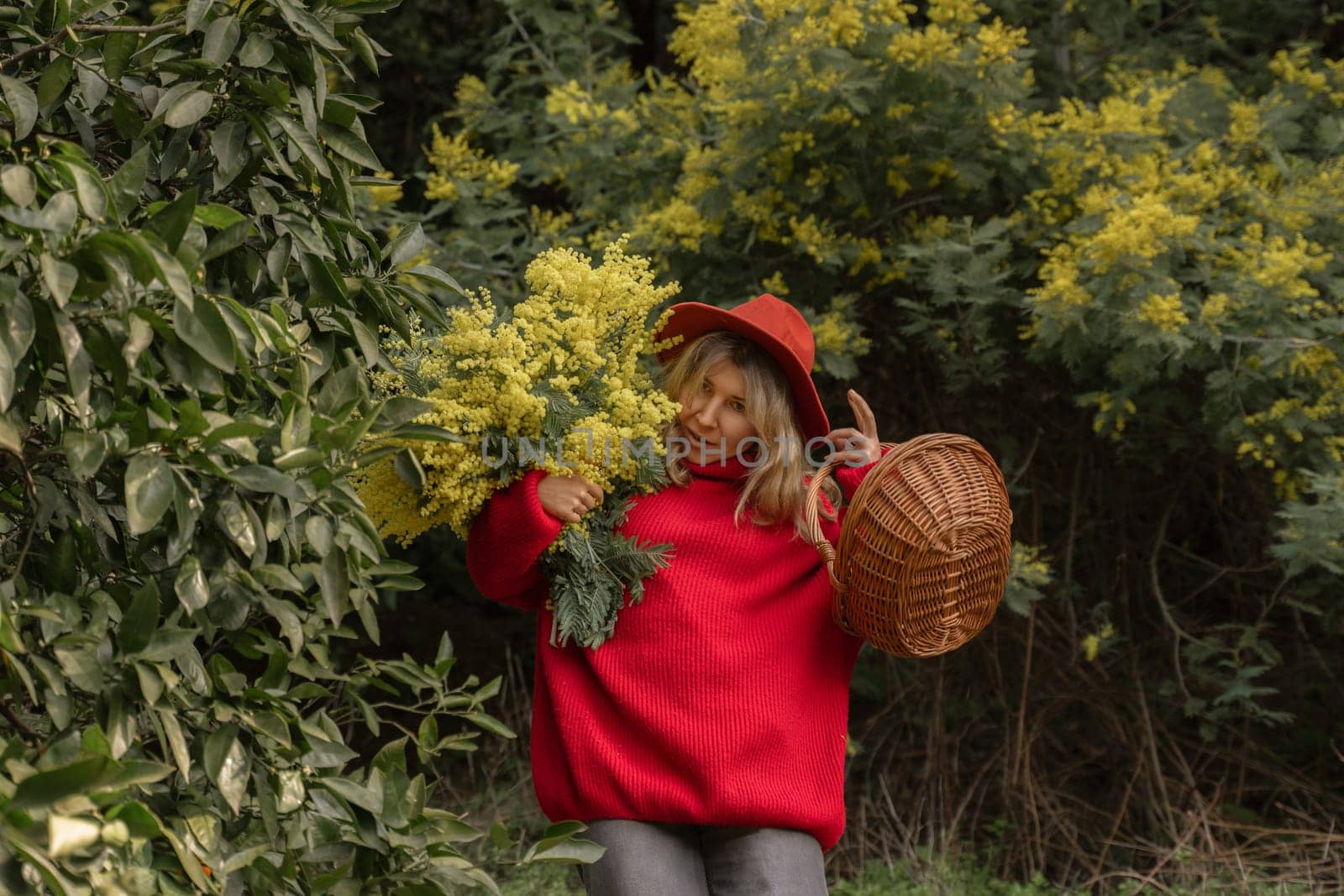Woman in red sweater, red hat, holding large yellow mimosa flowers and wicker basket, surrounded by mimosa bushes.