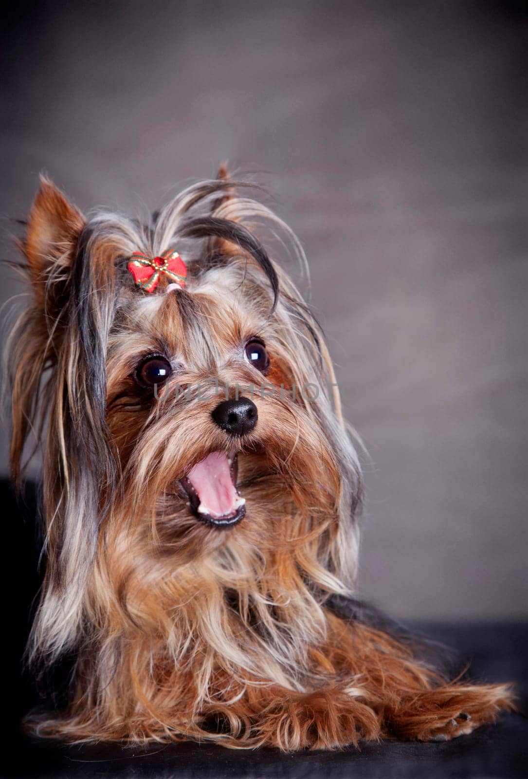 little funny long-haired dog of breed Yorkshire lies on a brown background and yawns
