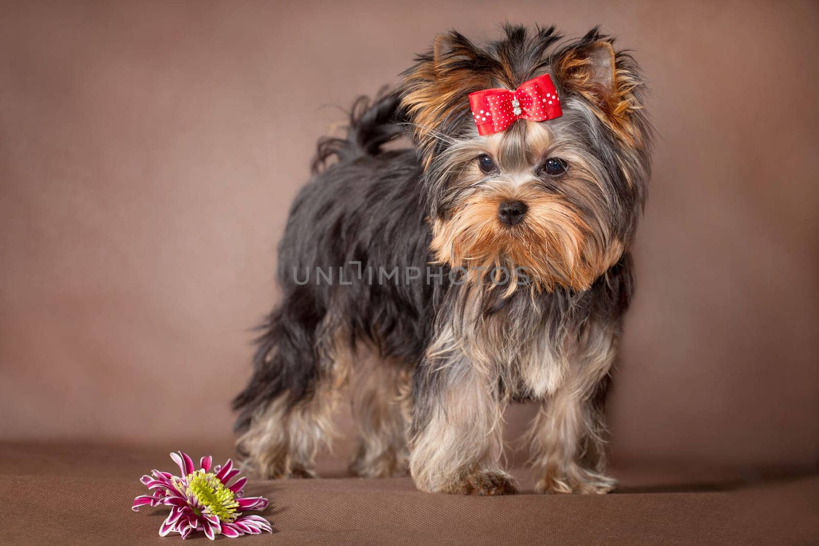 Cute little dog Yorkshire Terrier and purple flower on a brown background