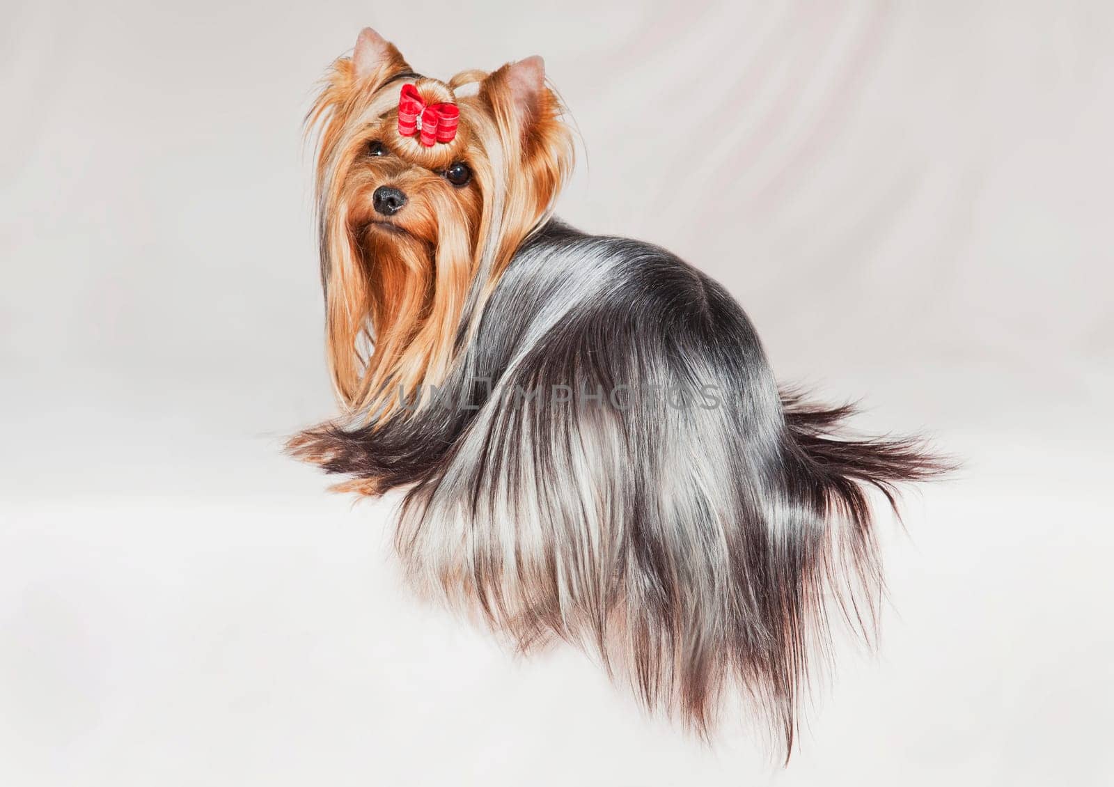 Cute little long-haired dog Yorkshire Terrier with a red bow
