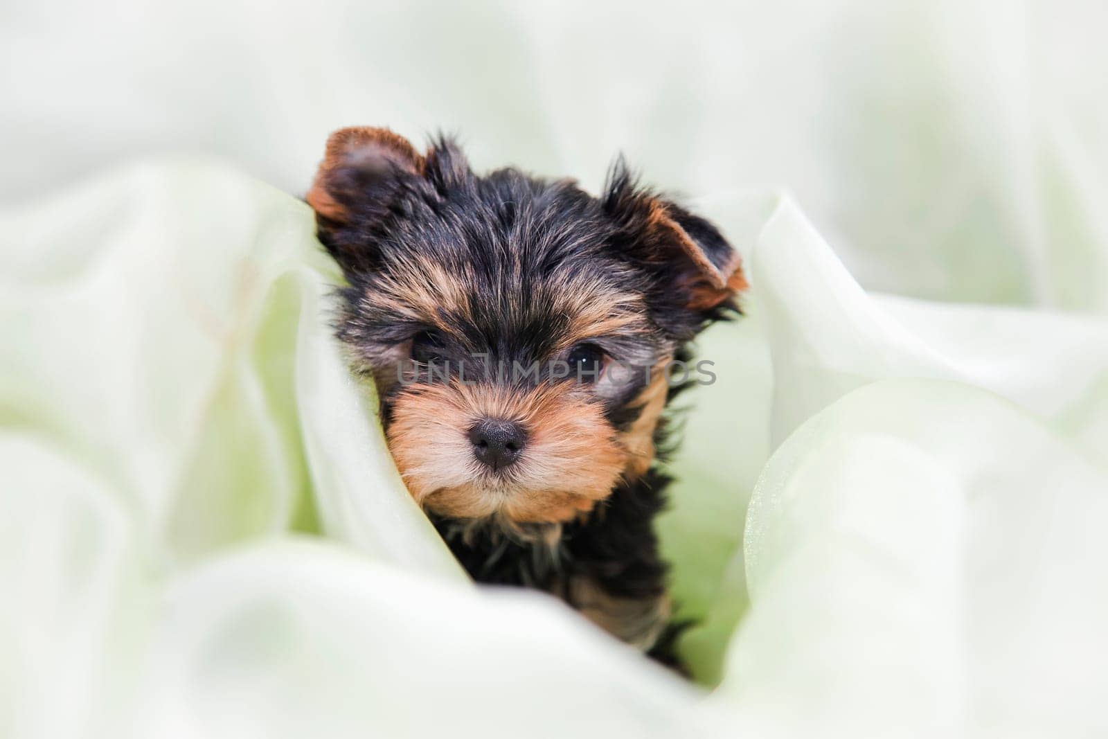 one little cute puppy of the Yorkshire Terrier breed looks out of the green fabric