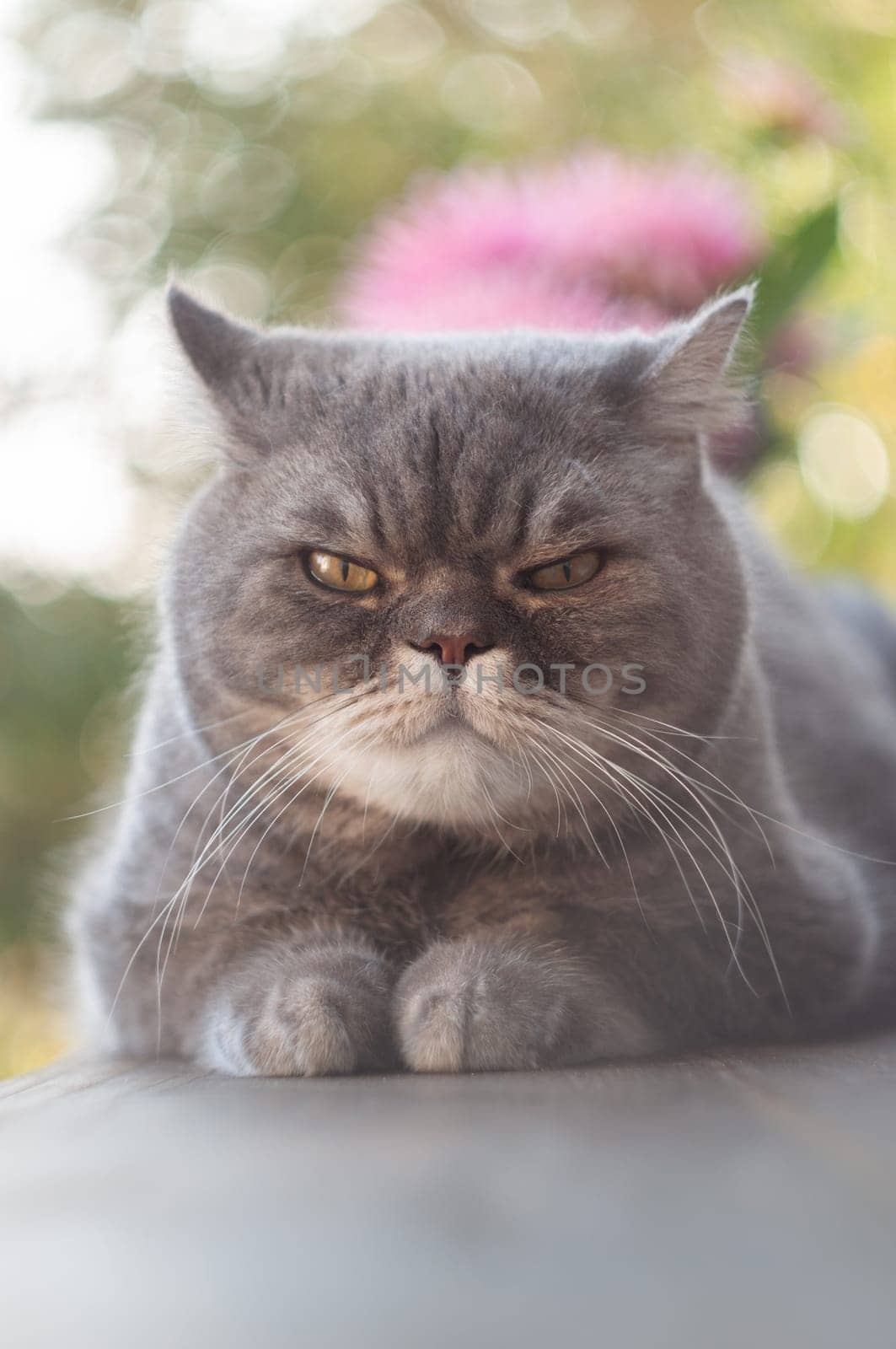 Gray shorthair cat resting with paws tucked in and an intense, grumpy expression, possibly annoyed or irritated, in a blurred outdoor setting