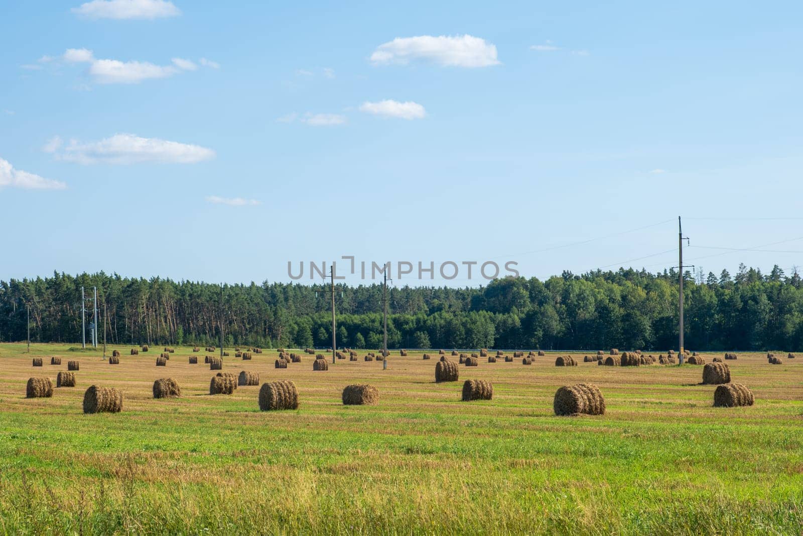 Panoramic view of the countryside with hay rolls on a field against the background of a green forest and a blue clear sky with rare clouds.
