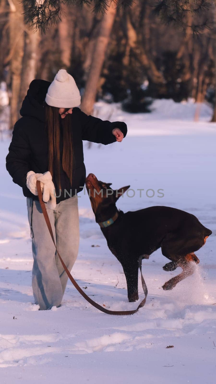 playing with a dog in nature. Doberman puppy with his owner. running with a puppy in the forest. winter frosty day in nature. puppy playing with its owner. raising a dog.