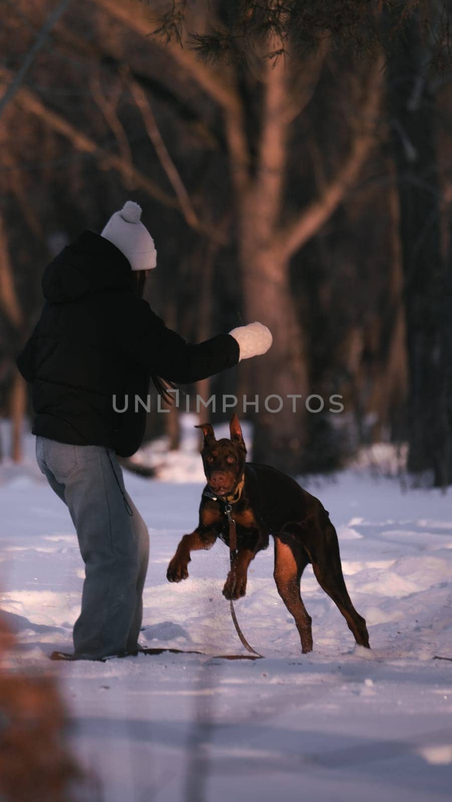 playing with a dog in nature. Doberman puppy with his owner. running with a puppy in the forest. winter frosty day in nature. puppy playing with its owner. raising a dog.